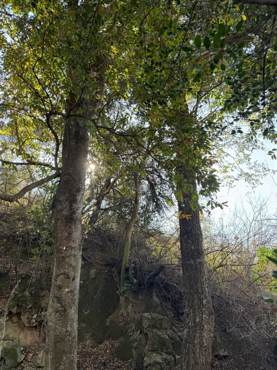 The falls in full flow — L'Affaire Events
