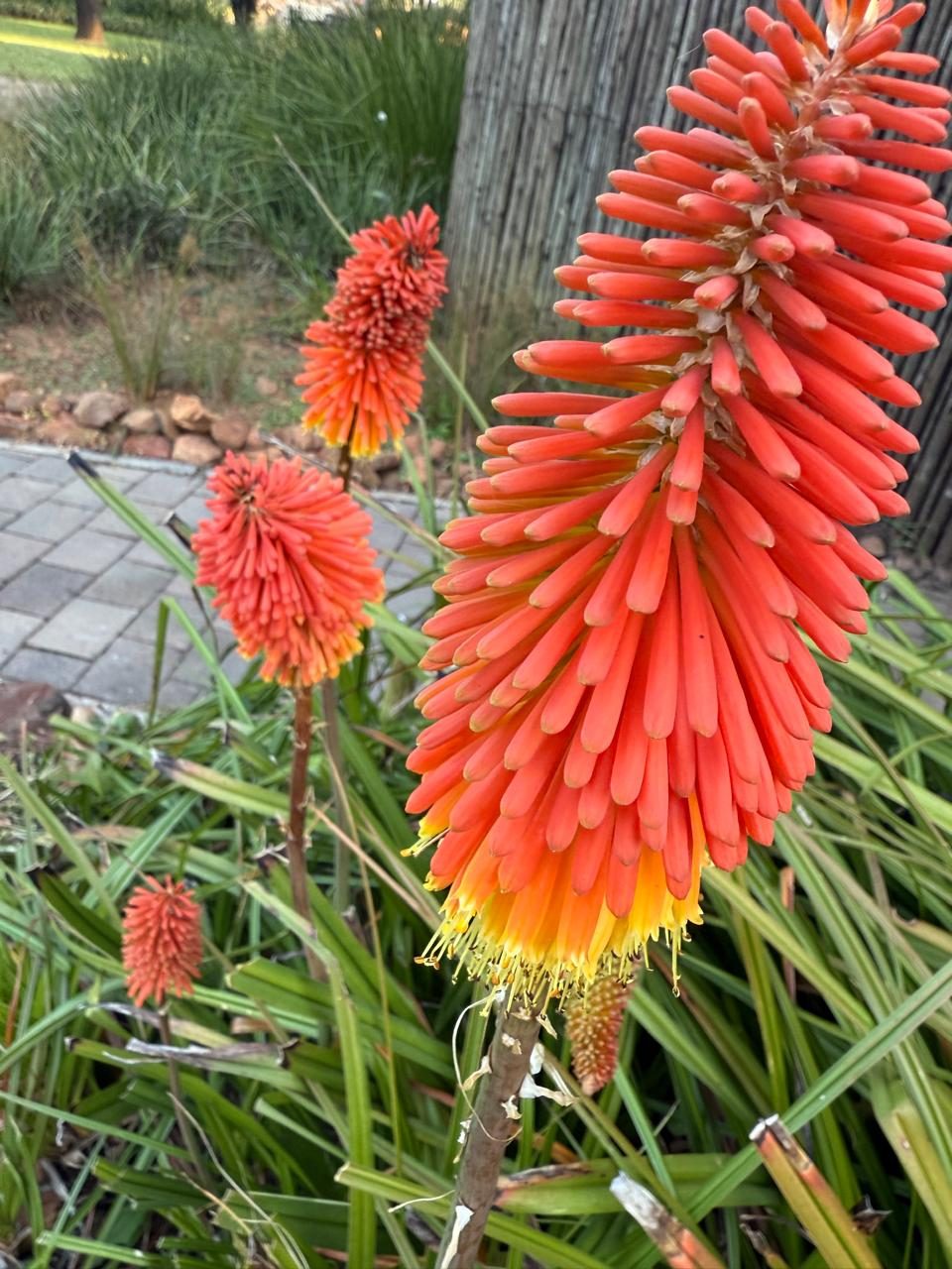Wild blooms on the trail — L'Affaire Events