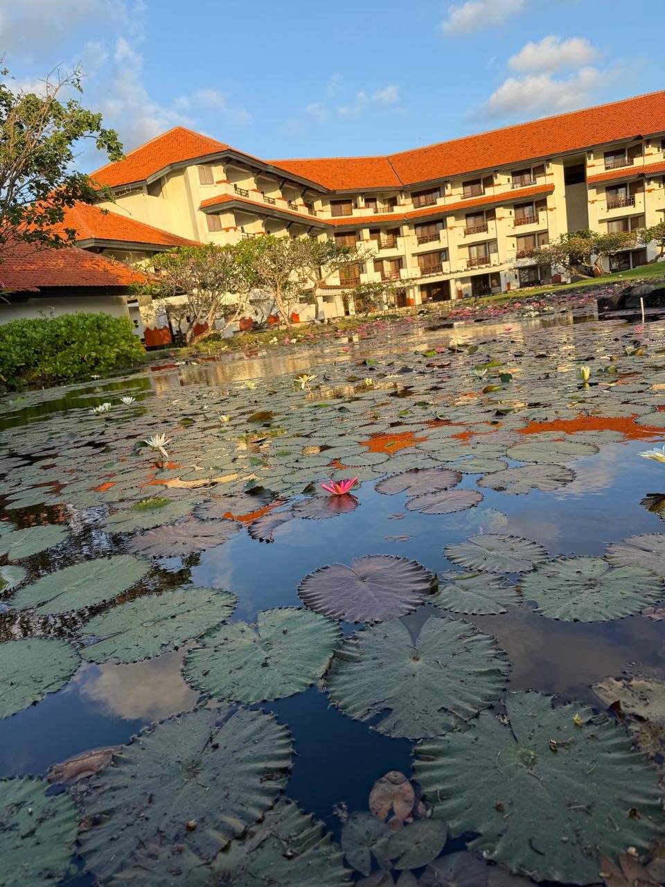 The lily pond — L'Affaire Events